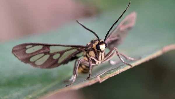 Eine Weibliche Andrena Helvella Bergbaubiene Auf Einem Grünen Blatt — Stockfoto