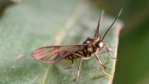 Seitenansicht Der Bergbaubiene Andrena Helvella Auf Einem Grünen Blatt — Stockfoto