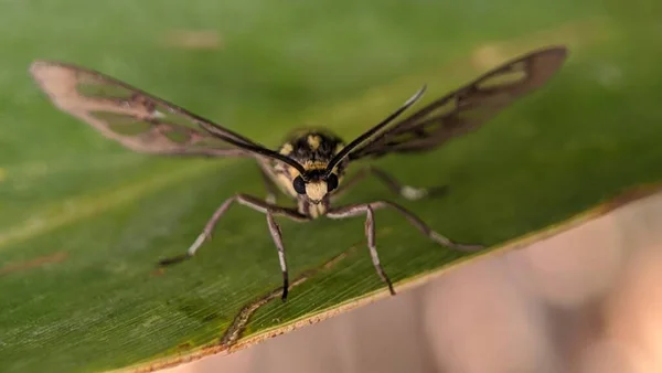 Egy Andrena Helvella Bányaméh Zöld Levélen — Stock Fotó