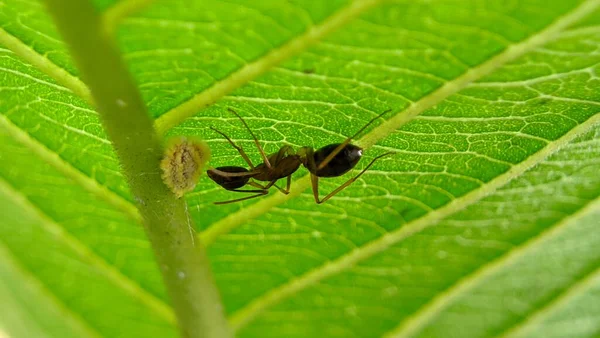 ants with insect egg on green leaf Macro photography