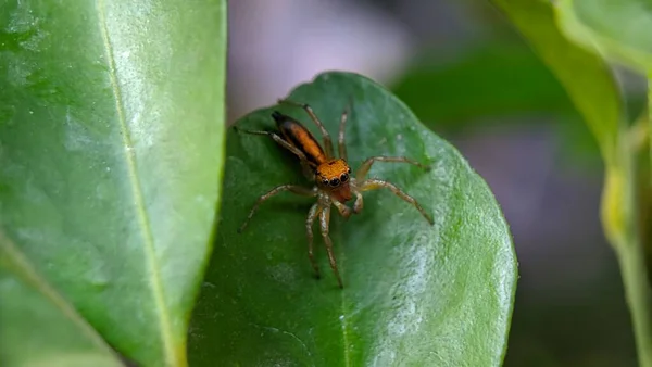 Une Jolie Araignée Résidant Dans Son Nid Sous Une Petite — Photo