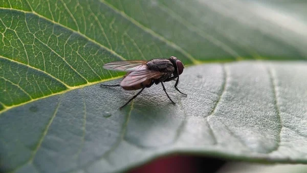 Side View Very Unique Little Insect Fly Very Sharp Eyes — Stock Photo, Image