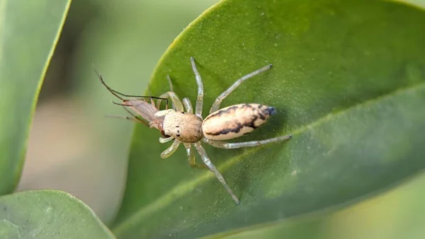 Kleine Springende Spinne Auf Einem Blatt Frisst Ein Insekt — Stockfoto