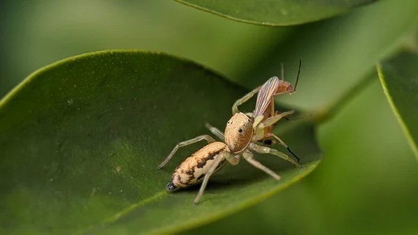 Kis Ugráló Pók Egy Levélen Amint Megeszik Egy Rovart — Stock Fotó