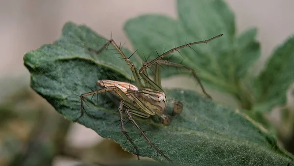 Saltando Aranha Espera Presa Folha Verde — Fotografia de Stock