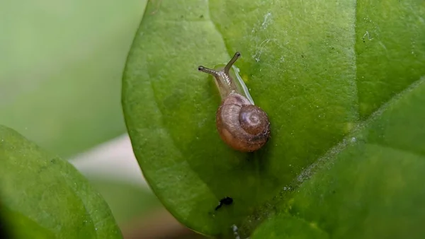 庭の植物の葉の上の小さなカタツムリの終わり — ストック写真