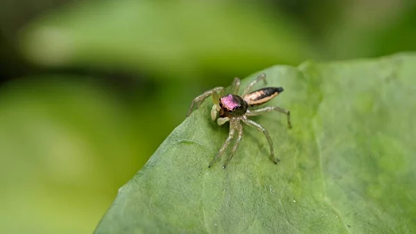 Side View Little Jumping Spider Leaf — Stock Photo, Image