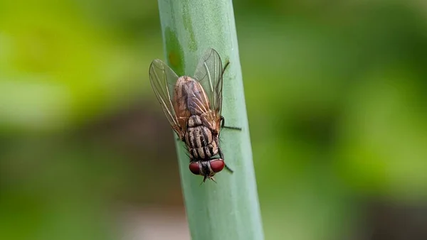 Very Unique Little Insect Fly Very Sharp Eyes — Stock Photo, Image