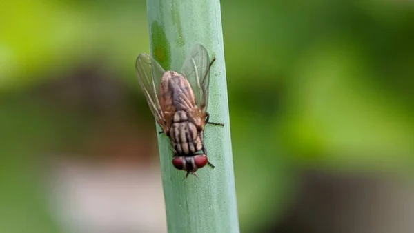 Macro Shooting Blow Fly Insect Sitting Green Leaf — Stock Photo, Image