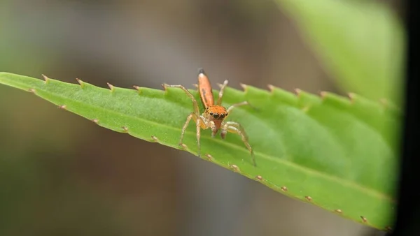 Luchsspinne Sitzt Auf Einem Gelbgrünen Blatt — Stockfoto