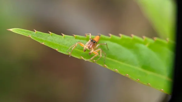 Lynx Pók Egy Sárgás Zöld Színű Levél — Stock Fotó