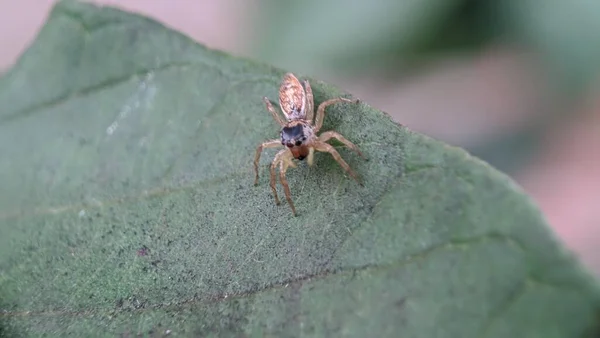 Macro Spider Leaf — Stock Photo, Image