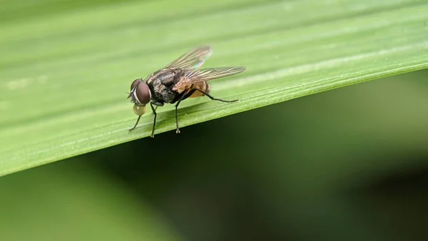 Lalat Bardzo Unikalna Mała Mucha Owadów Bardzo Ostrymi Oczami — Zdjęcie stockowe