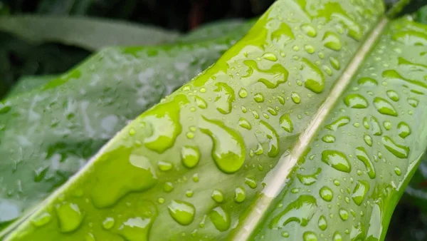 Капля Воды Зеленом Фоне Листьев — стоковое фото