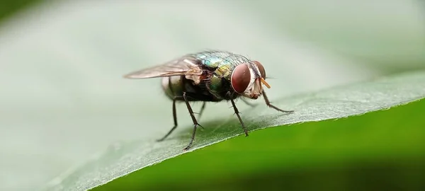 在印度尼西亚 绿瓶苍蝇通常被称为Lalat Hijau和Laler — 图库照片#