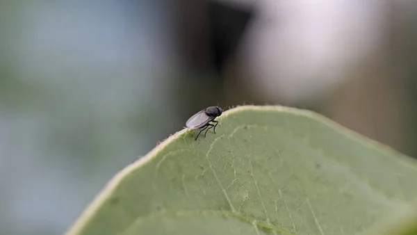 Baby Sarcophaga Carnaria Indonéziában — Stock Fotó