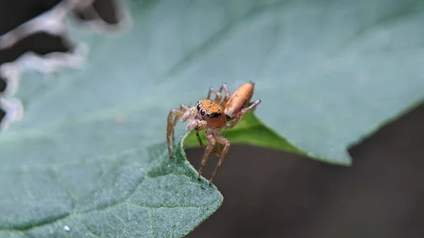 Gelbe Sac Spinne Cheiracanthium Mit Beute — Stockfoto