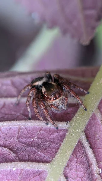 Side View Macro Closeup Hyllus Semicupreus Jumping Spider — Stock Photo, Image