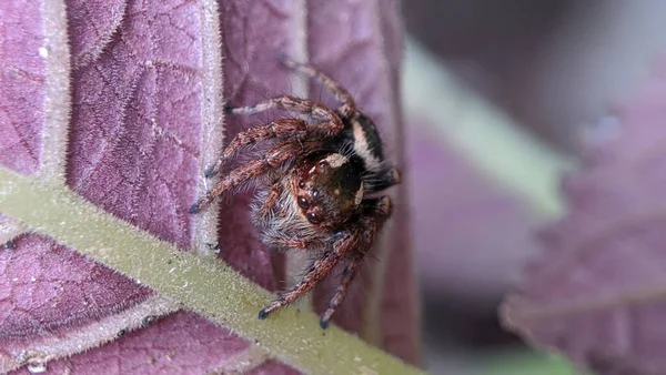 Side View Macro Closeup Hyllus Semicupreus Jumping Spider — Stock Photo, Image