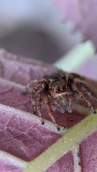 Macro Closeup Στο Hyllus Semicupreus Jumping Spider — Φωτογραφία Αρχείου