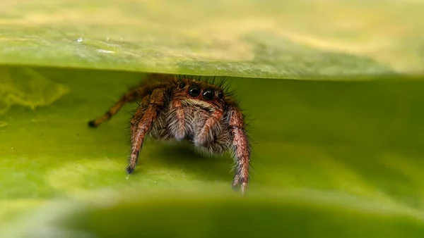 Nourriture Principale Araignée Sauteuse Jaune Est Petits Insectes — Photo