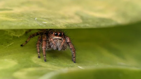 Gelbe Springspinne Hauptnahrung Sind Kleine Insekten — Stockfoto