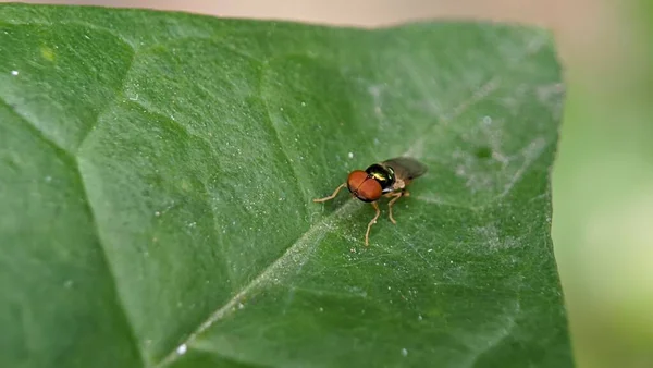 Baby Fliegt Oder Lalat Hockt Auf Den Grünen Taufrischen Blättern — Stockfoto