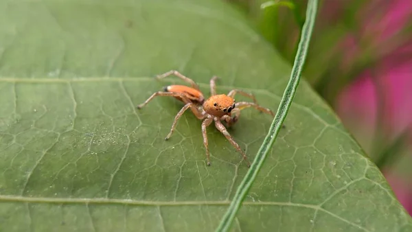 Yellow Leaf Spider Long Legs Jump Further — Stock Photo, Image