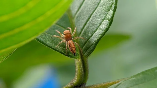 Nahaufnahme Der Gelben Springspinne — Stockfoto