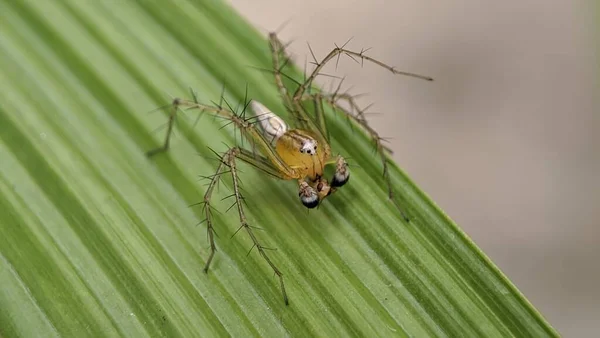 Makro Nahaufnahme Auf Hyllus Semicupreus Jumping Spider — Stockfoto