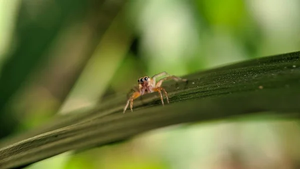 Dies Ist Eine Gelbe Sac Spinne Auf Einem Eichenblatt — Stockfoto
