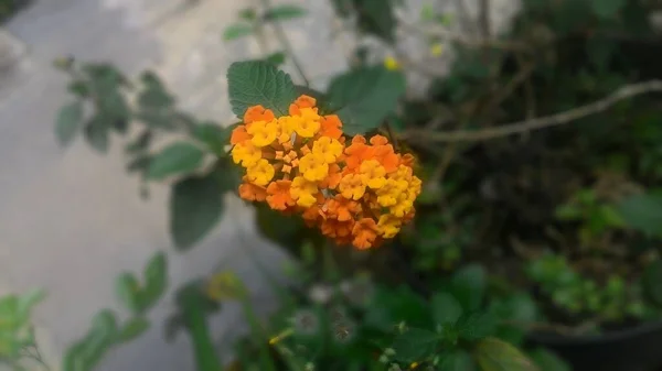 Lantana Camara Kolorowy Kwiat Lantana Piękno Natury Czas Wiosny — Zdjęcie stockowe