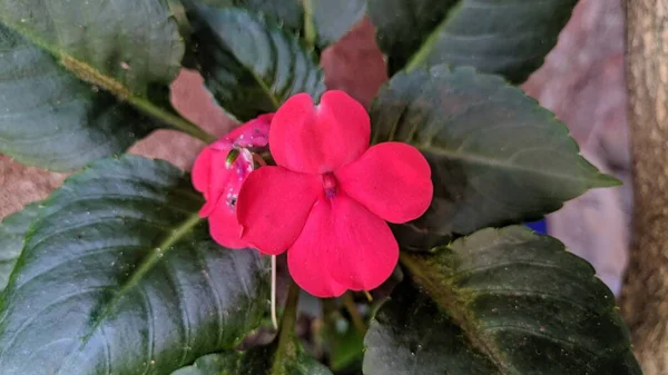 Planta Flores Color Rosa Brillante Impatiens — Foto de Stock