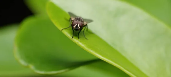 Fliege Auf Einem Blatt Mit Selektivem Fokus — Stockfoto