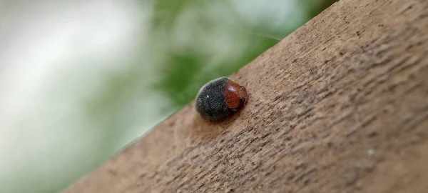 Bug Noir Sur Feuille Dans Jardin Bug Sur Feuille Dans — Photo