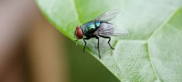 Green Bottle Fly Leaf Selective Focus — Stock Photo, Image