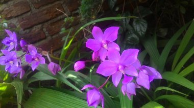 Güzel orkide ağacı bahçesi