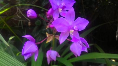 Botanik bahçesinde mor orkide