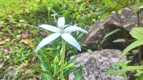 Jasmijnbloemen Tuin Jasmijn Bloem Achtergronden — Stockfoto