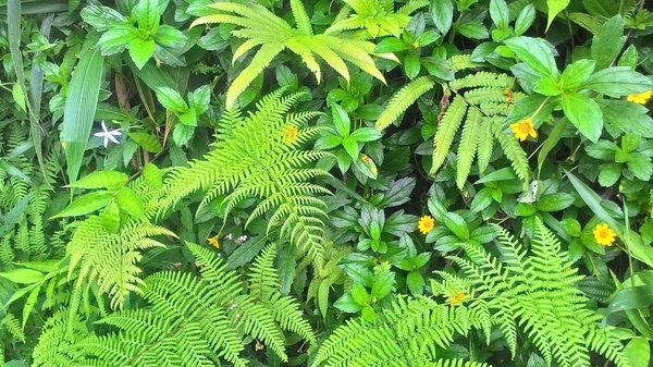 Tropische Bladeren Textuur Abstract Natuur Blad Groene Textuur Achtergrond — Stockfoto