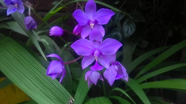 Piękna Orchidea Kwiat Drzewo Ogród — Zdjęcie stockowe