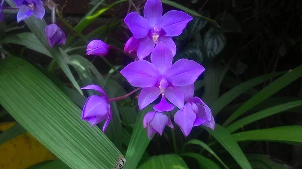 Jardim Bonito Árvore Flor Orquídea — Fotografia de Stock