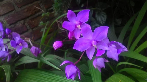 Orquídea Bonita Jardim Público — Fotografia de Stock