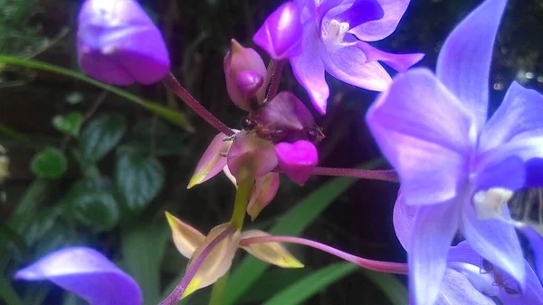 Prachtige Orchidee Openbare Tuin — Stockfoto