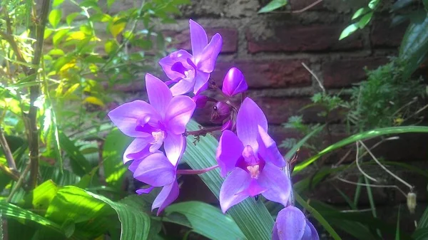植物园中的紫色兰花 — 图库照片