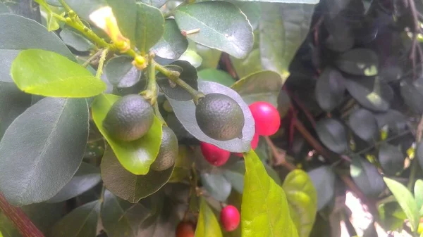 Murraya Paniculata Laranja Jessamina Frutos Vermelhos — Fotografia de Stock