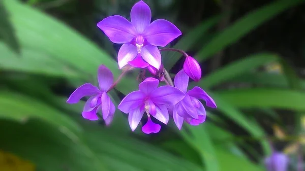 Fioletowa Orchidea Ogrodzie Botanicznym — Zdjęcie stockowe