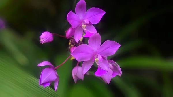 植物园中的紫色兰花 — 图库照片