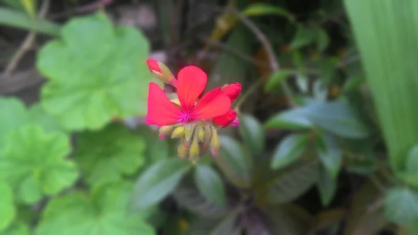 Beaux Géraniums Rouges Fleurissant Dans Jardin — Photo