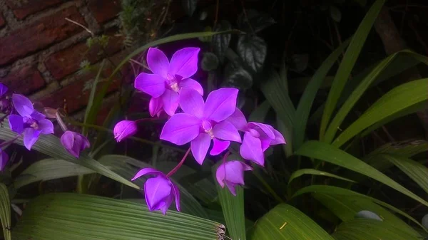 Flor Orquídea Para Design Beleza Agricultura Cartão Postal — Fotografia de Stock